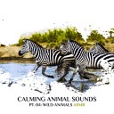 Sleeping Music Zone feat ASMR Sounds Clinic - Animal ASMR Monkeys at Night in the Savanna