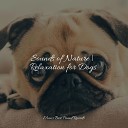 Music for Dog s Ear Music for Pets Library Music for Leaving Dogs Home… - Elixir of Life