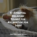 Music for Calming Dogs Relaxation Music For Dogs Jazz Music Therapy for… - Nightfall
