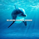 Rhodium Music - Relaxing Dolphin Sounds for Meditation