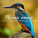 Голоса природы Песни… - Луговые птицы