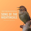 Suzanne Nightingale - Birds That Sing at Night