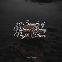 Forest Soundscapes Echoes of Nature Active Baby Music… - Light River Bird Calls Forest