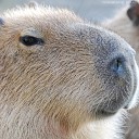 Сто Личный Она Нас Betsy - Capybara