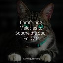 Calm Music for Cats Cat Music Experience Pet Care… - Soft Rains Will Come