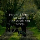 Music for Pets Library Jazz Music Therapy for Dogs Calming Music for… - Spiritual Healing