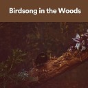 Swedish Forest Birds - Deadwood