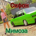 Сифон - Мимоза