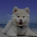 Music for Pets Library Sleep Music For Dogs Dog Music… - Pondering Thoughts