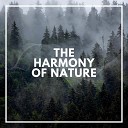 Rainforest Ambience - Melancholy Rain Sounds Pt 29