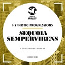 Hypnotic Progressions - Sequoia Sempervirens