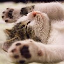 Cat Music Jazz Music Therapy for Cats Music for Pets… - Quiet Time
