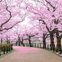 Djoni - Cherry Blossoms