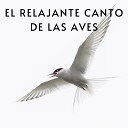 The Healing Project - El Relajante Canto de las Aves