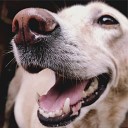 Relaxmydog Music For Dogs Peace Dog Music - Slumberland Snoozing
