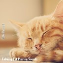 Steve Brassel - Calming Cat Purring Sounds Pt 3