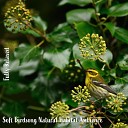 Steve Brassel - Soft Birdsong Natural Habitat Ambience Pt 11