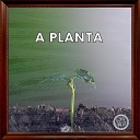 B z Canaan Big - A Planta