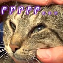Relax Academy ASMR - Cat Massage ASMR No Talking Purring Pt 3