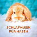 Entspannungsmusik Schlafmusik - Musiktherapie f r Haustiere