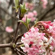 Светлана Струтинская