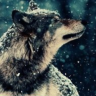 Волк ❤