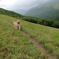 Армянские Волкодавы