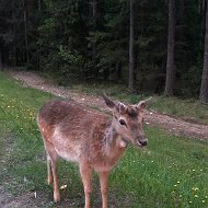 Алина Аркадьевна