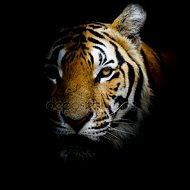 👑🦁тигр👑🦁 Тигр