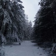 Светлана Сорока