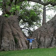 Baobab Life