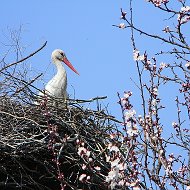 Володимир Косюк