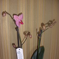 Яна Орхидеи