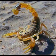 Санек Scorpio