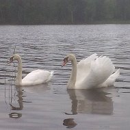 Світлана Козярець