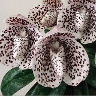 Нина Орхидеи