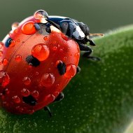 Серафима Гаврильева