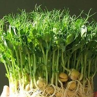 Micro Green