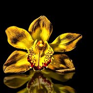 Сп Орхидея