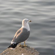 Александр Никулин