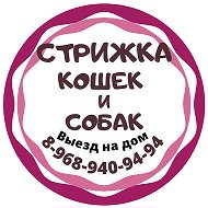 ✂стрижка Кошек