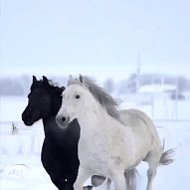 Руслан Сейданов