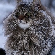 Александр Горячев