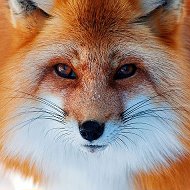 Fox White