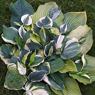 Inna Hosta