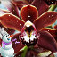 орхидея дикая
