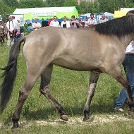 Эрик Громов