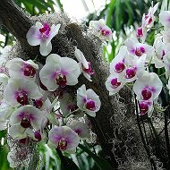 Мария Орхидеи