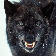 Черный Волк