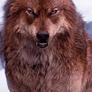 Волк Сибирский
